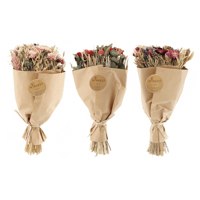 TEMERITY JONES Fleurs séchées Teoda Multicolore