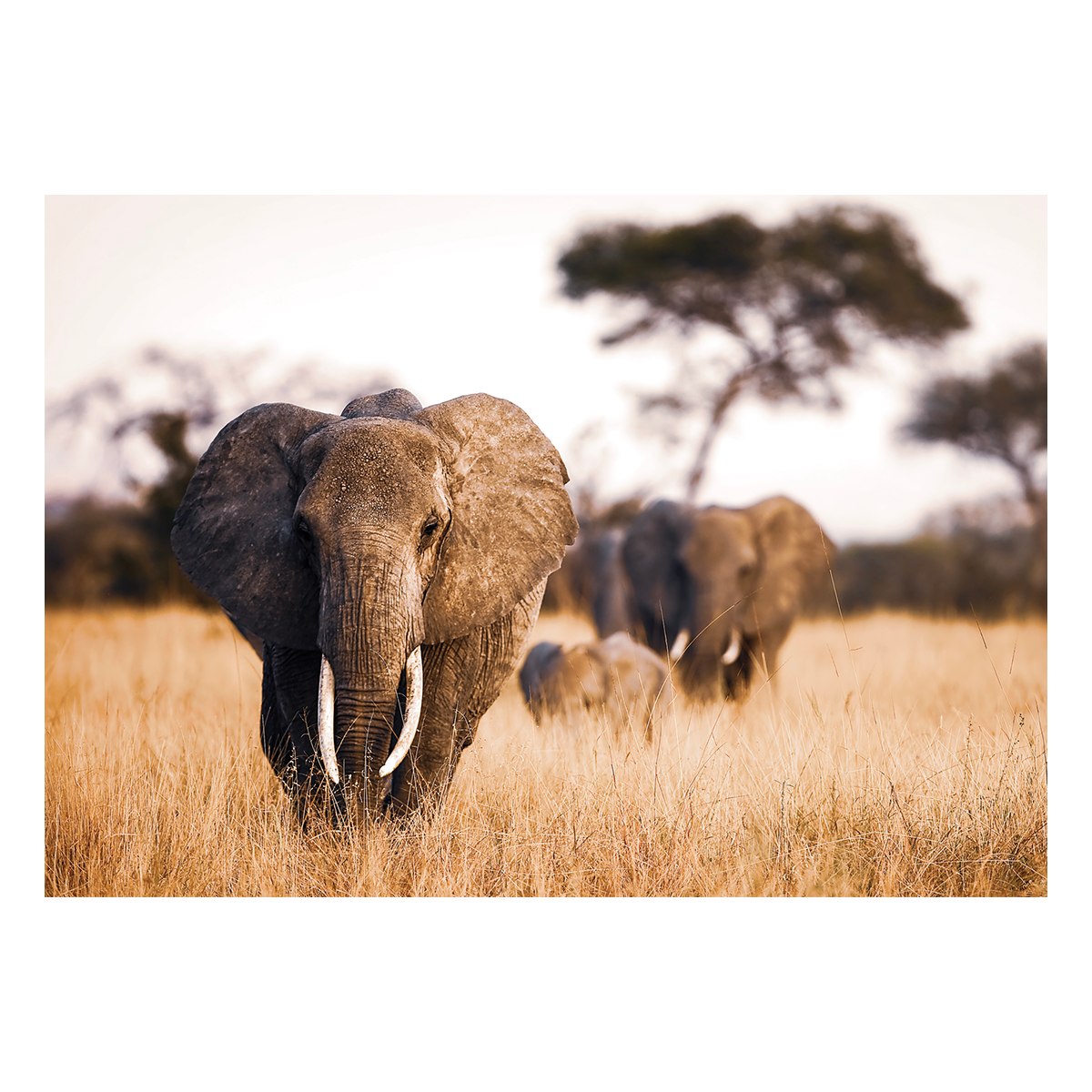 Tableau en verre Elephant Brun