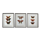 Tableau Lepidoptera Multicolore