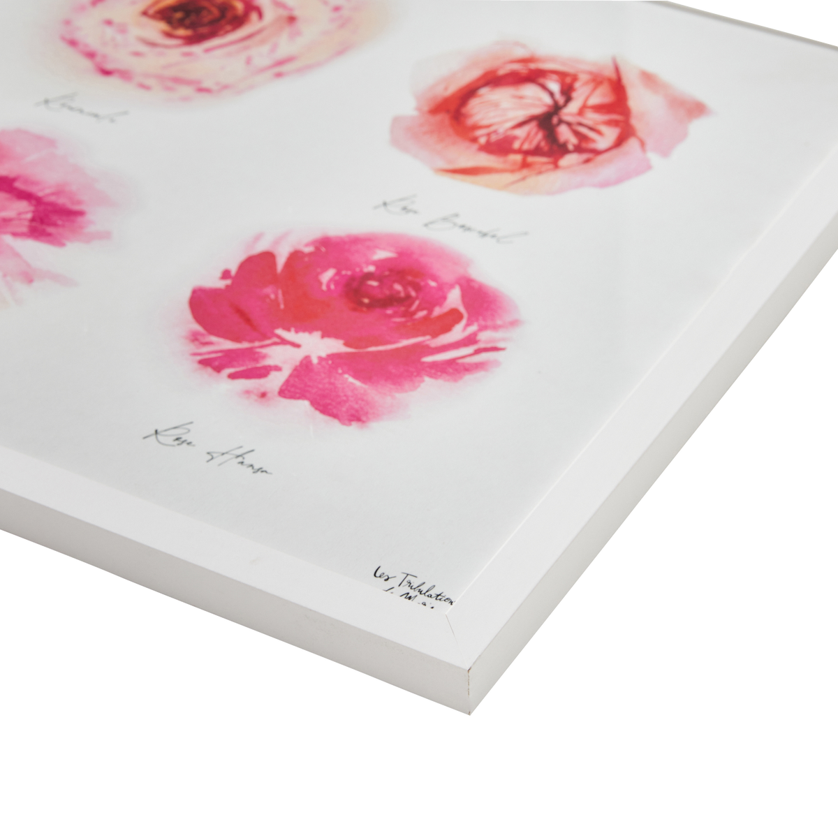 4MURS Image sous verre Roseraie Rose