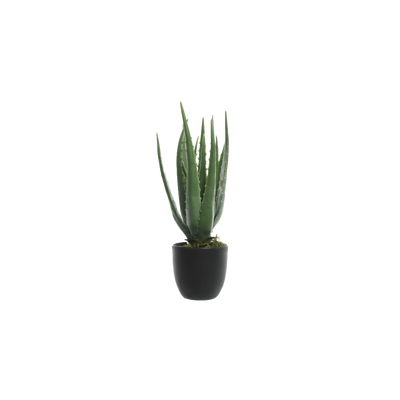 Plante Aloe vera Vert