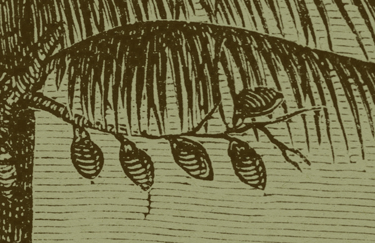 Papier peint panoramique XL Auxence Vert tilleul Satiné