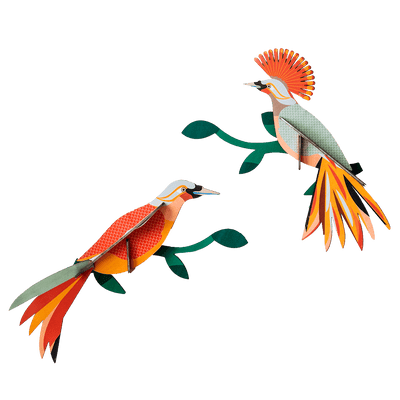 STUDIOROOF Kit Oiseaux du paradis Multicolore