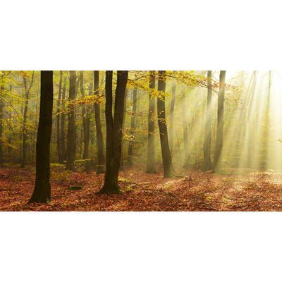 Papier peint panoramique XXL Basoa Été indien Satiné