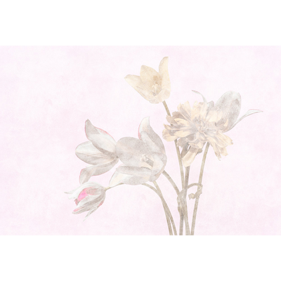 Papier peint panoramique XL Tulipani Rose diaphane Brillant