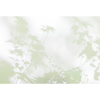 Papier peint panoramique XL Foglia Vert dilué Brillant