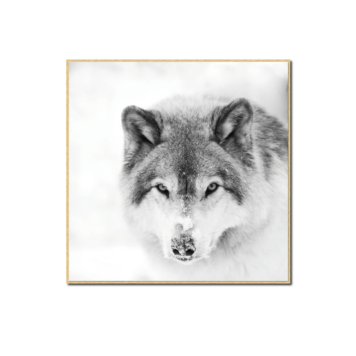 4MURS Tableau Snow wolf Gris polaire