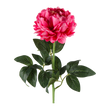 PIVOINE ROSALINE