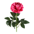 PIVOINE ROSALINE