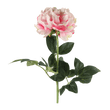 PIVOINE ROSALINE
