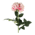 PIVOINE ROSALINE