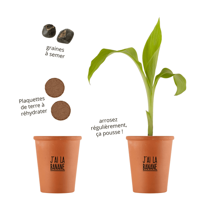 Radis et Capucine Kit J'AI LA BANANE coloris beige