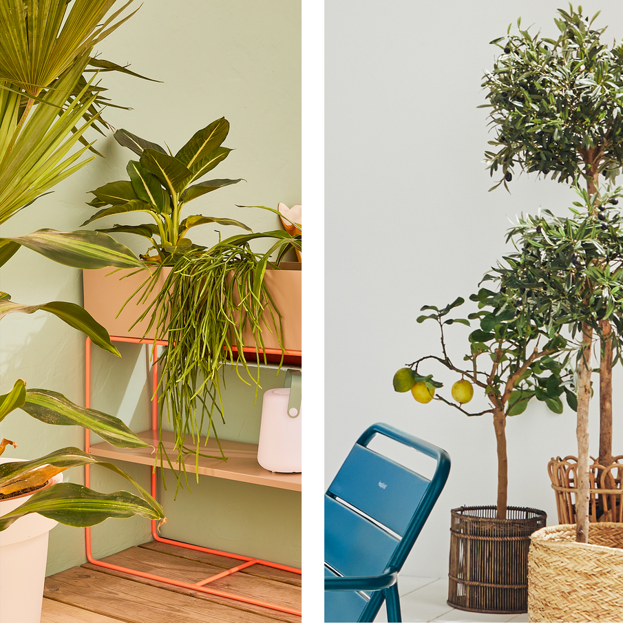 Plantes vertes dans jardinière orange sur pied, citronnier et oliviers en pots