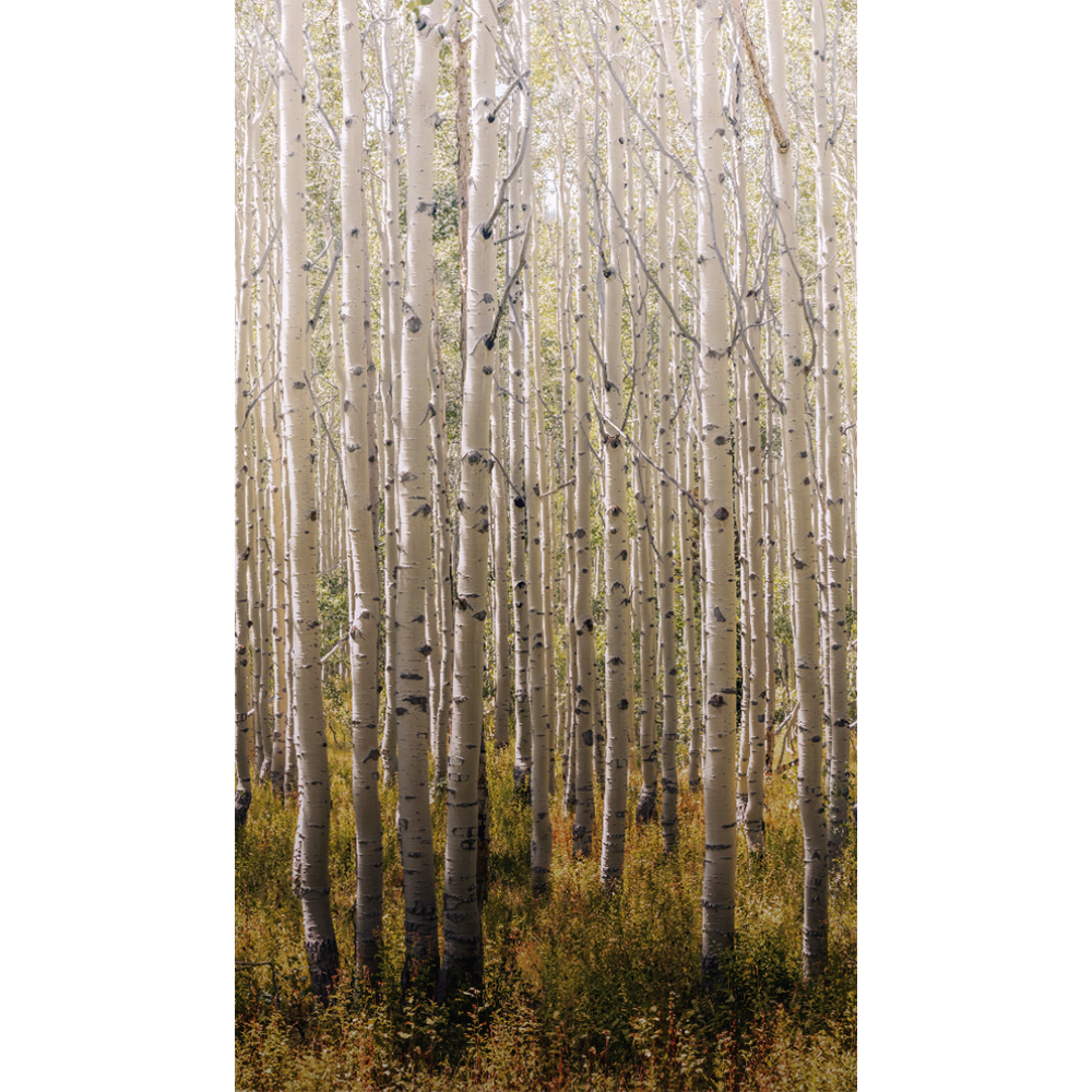 Papier peint panoramique L Birch tree Blanc