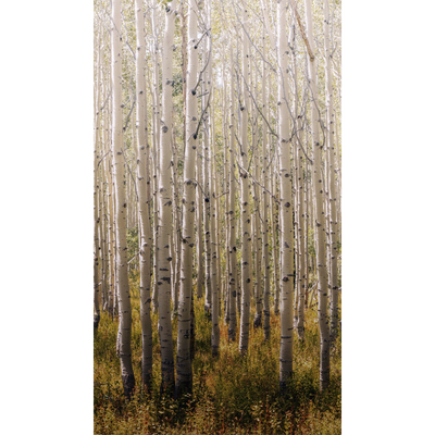 Papier peint panoramique L Birch tree Blanc