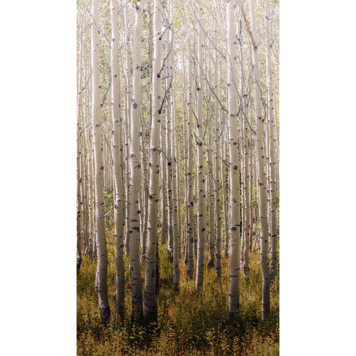 Papier peint panoramique L Birch tree Blanc
