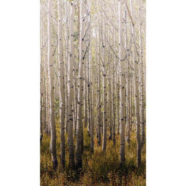 Papier peint panoramique L BIRCH TREE 159 x 280 cm