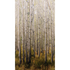 BIRCH TREE