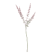 EUCALYPTUS