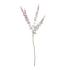 EUCALYPTUS
