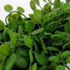 Plante artificielle Elaia Vert