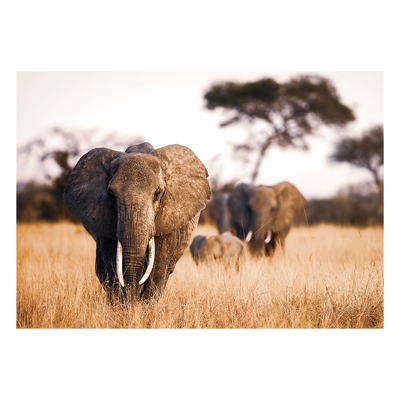 Tableau en verre Elephant Brun