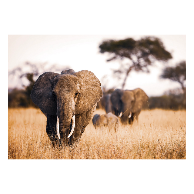 Tableau en verre ELEPHANT coloris brun