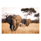 Tableau en verre Elephant Brun
