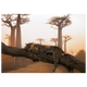 4MURS Tableau Leopard Orange
