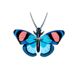 PAPILLON PAON