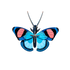 PAPILLON PAON