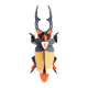 STUDIOROOF Kit Scarabee cerf volant Multicolore