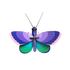 PAPILLON BLEU CUIVRÉ