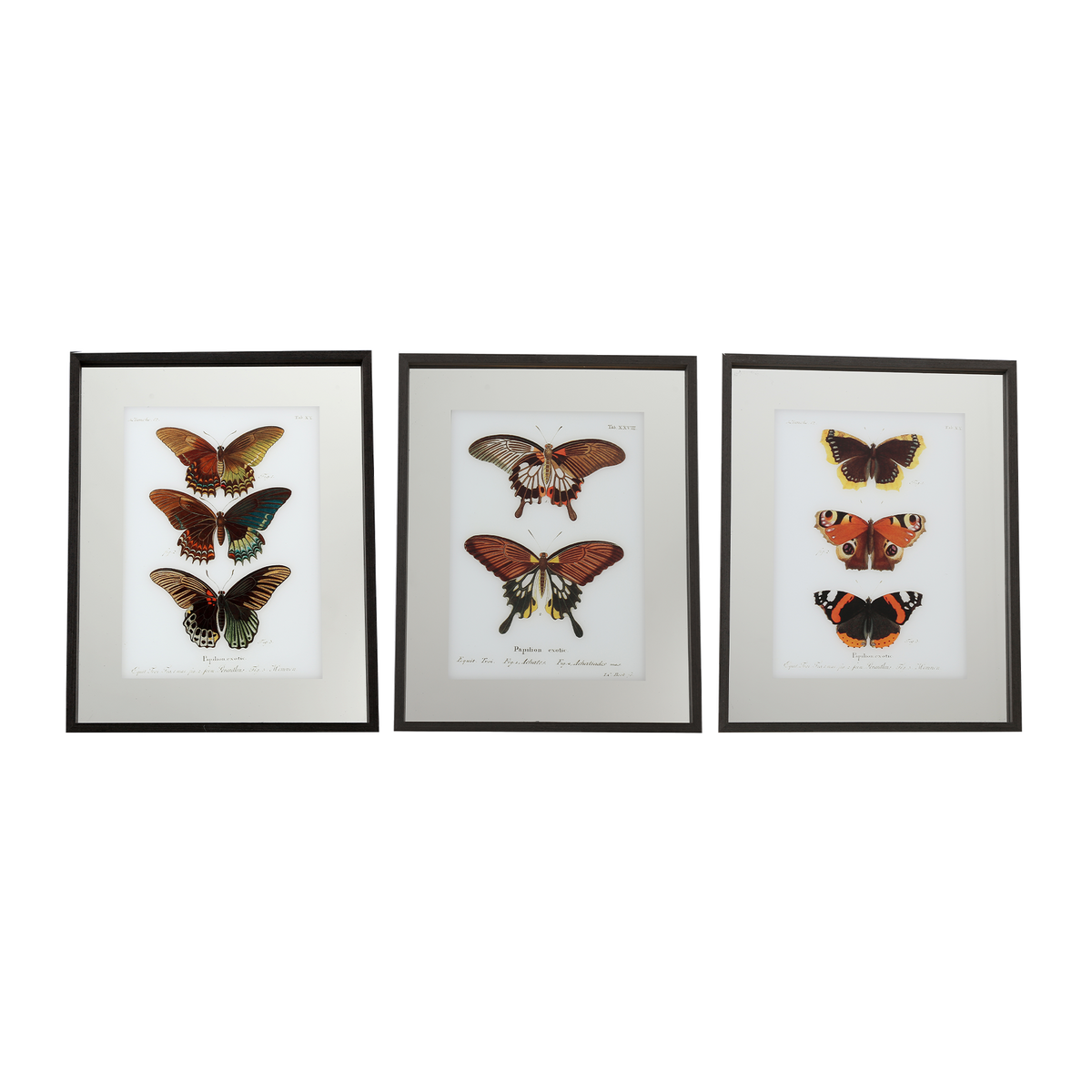 Tableau Lepidoptera Multicolore