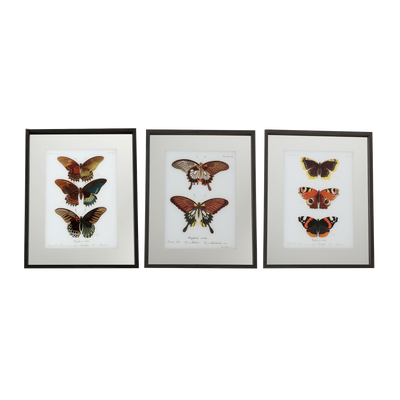 Tableau Lepidoptera Multicolore