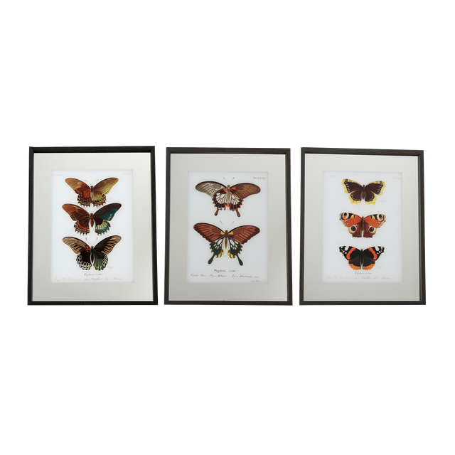 Tableau LEPIDOPTERA coloris multicolore