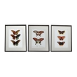 LEPIDOPTERA