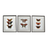 LEPIDOPTERA