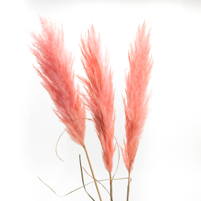 Amadeus Cades Fleurs séchées PAMPA ROSE coloris rose