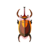 SCARABEE ELEPHANT