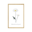 DOUCE CAMPAGNE MARGUERITE