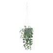 CEROPEGIA