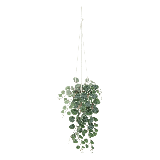 Plante artificielle CEROPEGIA coloris vert