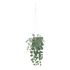 CEROPEGIA