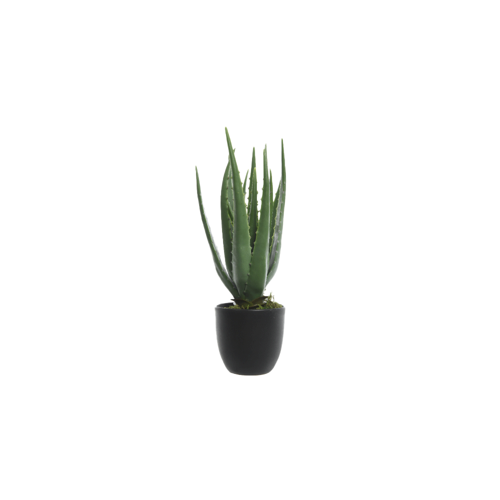 Plante Aloe vera Vert