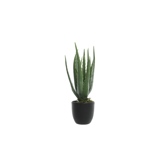Plante ALOE VERA coloris vert