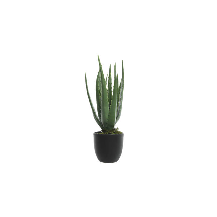 Plante Aloe vera Vert