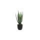 Plante Aloe vera Vert