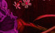 Papier peint panoramique XL Grappolo Fuchsia Satiné