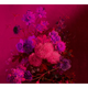 Papier peint panoramique XL Grappolo Fuchsia Satiné